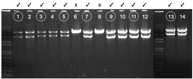 File:KAH 120509 gel1.tif