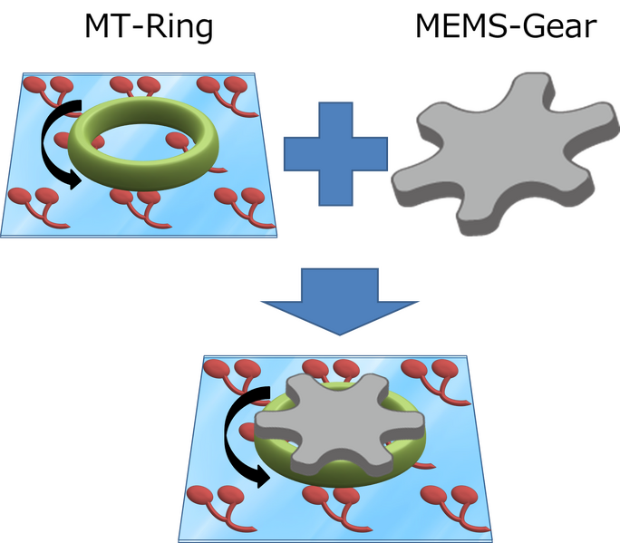 File:MT ring + gear.png