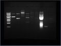 Thumbnail for version as of 19:37, 16 July 2010