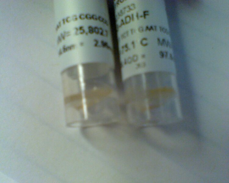 File:Yellow primers.jpg
