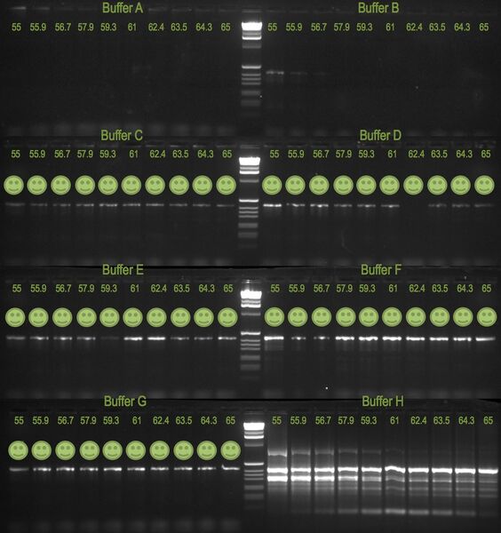 File:20110610 Gel.jpg