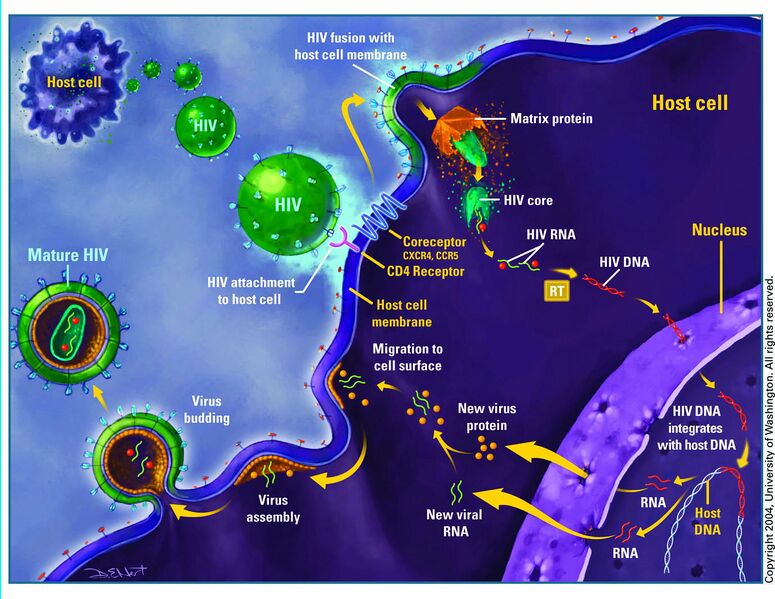 File:Hiv lifecycle.jpg