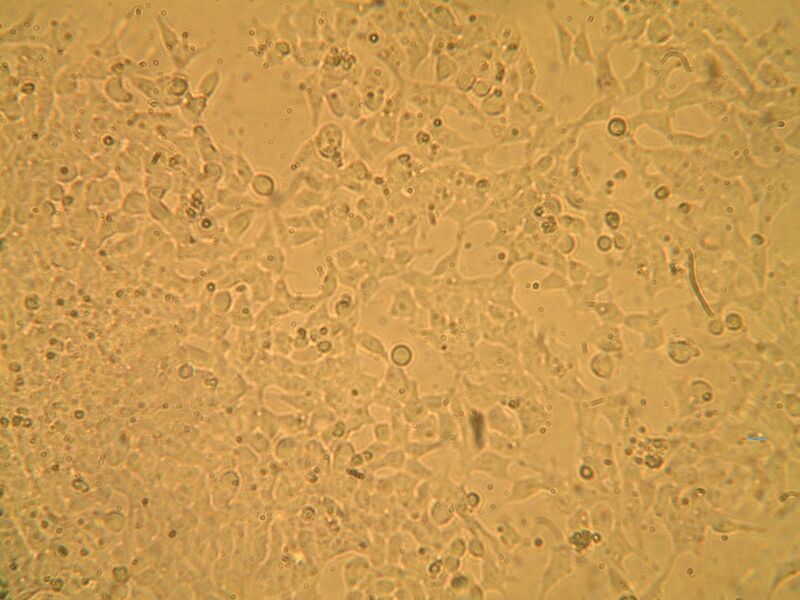 File:Mod2Day3Part1-4a