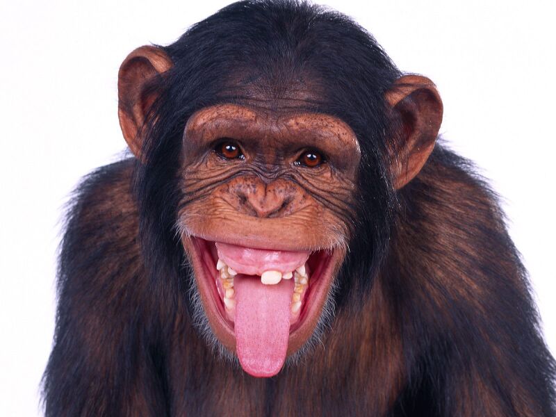 File:Superfunnypetmonkey01big.jpg