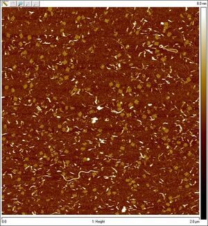 2-pot reaction with both L-DNA strands 1:100 (design 3) templated (2μm)