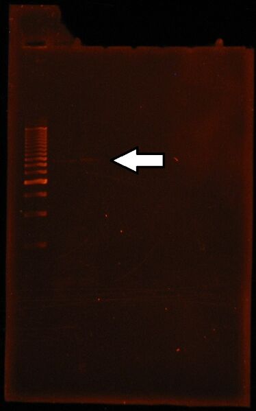 File:Dramirez gelextractiondoubledigestion J04500 B0015.jpg