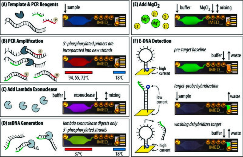 File:Figure 2 DNA sensing.jpg