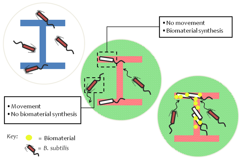 File:Imperial 2008 Bioprinter Cartoon.png