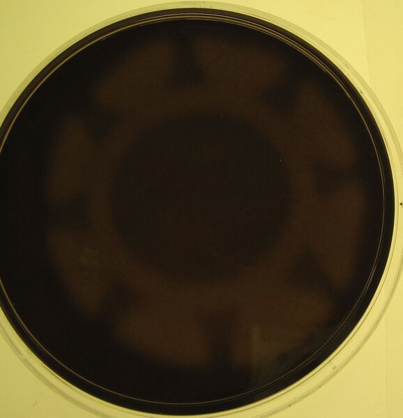 File:Macintosh HD-Users-nkuldell-Desktop-sunburst.jpeg