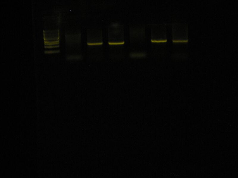 File:PCR 12-3-09 B.JPG