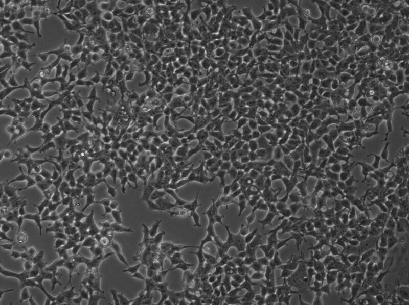 File:2B mock phase 1.jpg