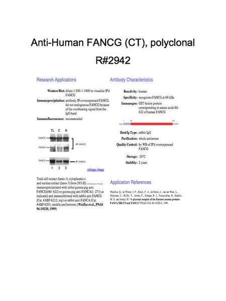 File:AntibodyFANCG(CT).jpg