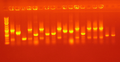 Thumbnail for version as of 19:45, 20 August 2008