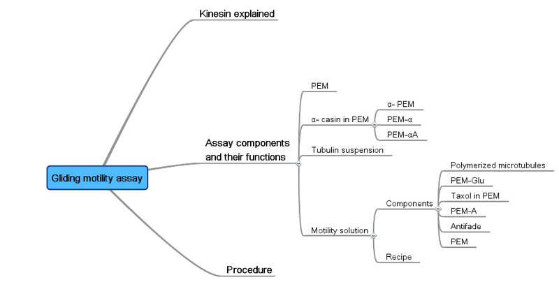 File:Glinding motility assay.gif