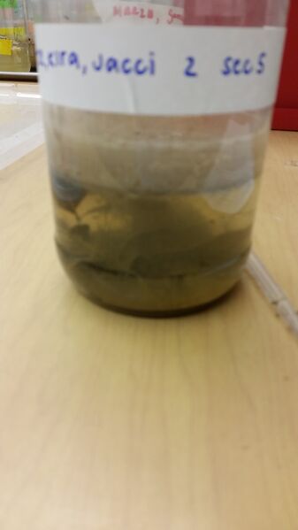 File:Hay Infusion 1 PeterrToAUBIO.jpg