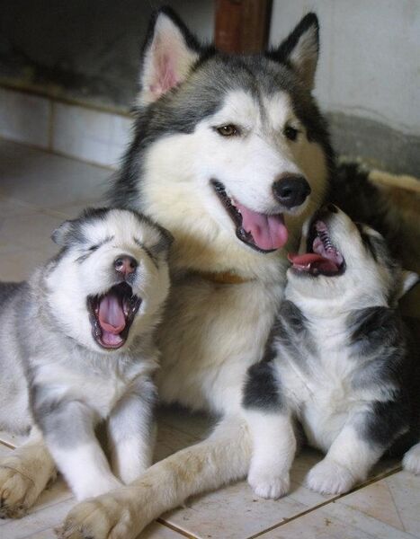 File:Momma pups.jpg
