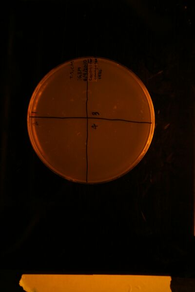 File:NegControlAmp.jpg