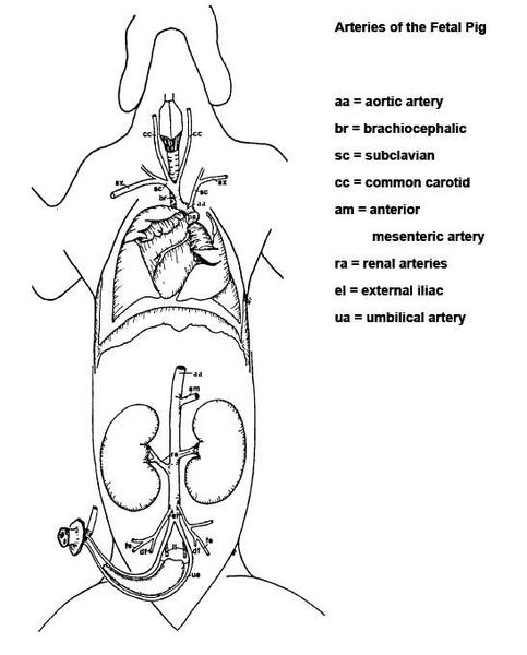 File:111F11.FetalPigArteries.jpg