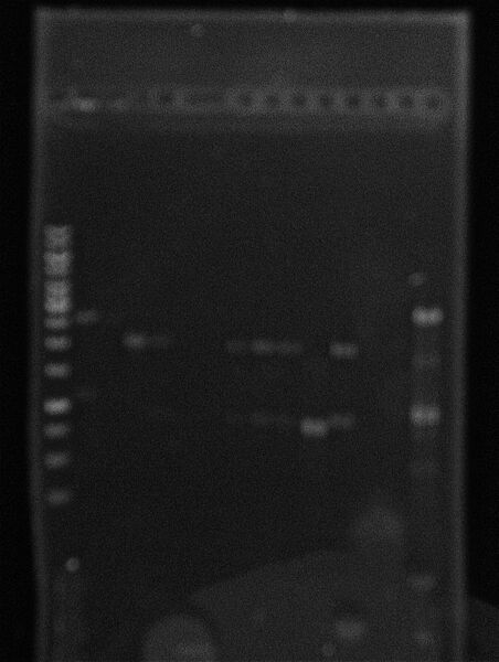 File:3septiembre Gel ligations.jpg