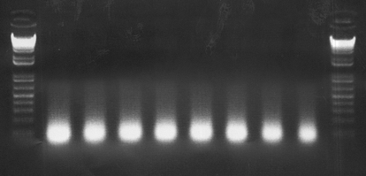 File:Bioprime labeled DNA.jpg
