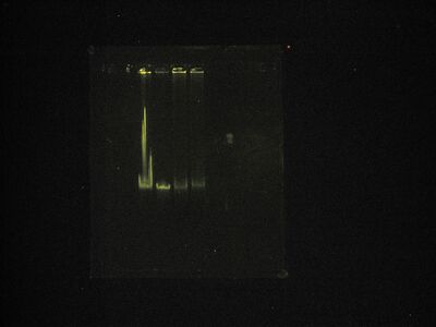 Destain in enhanced color.