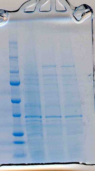 File:Macintosh HD-Users-nkuldell-Desktop-TRprotgel yellowteam.jpg