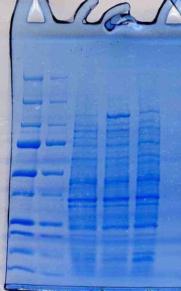 File:Macintosh HD-Users-nkuldell-Desktop-WFprotgel blue.jpg