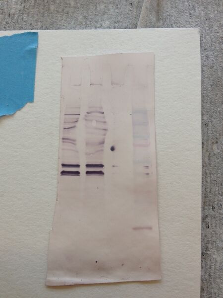 File:S14 M2D4 WF-Blu.JPG