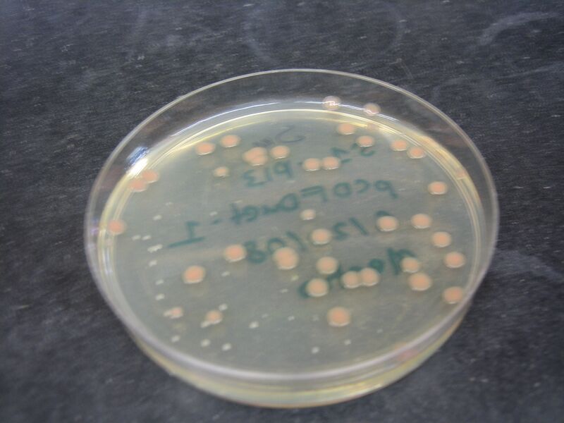 File:SHEWIE Plate 9.JPG