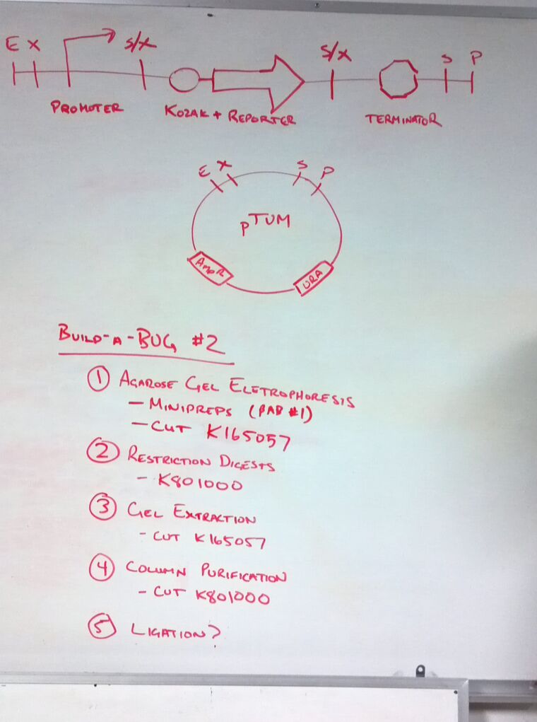 Build-a-BUG:2-2 agenda