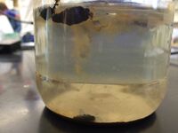 Figure 2.1. Picture of the Hay Infusion Culture of transect 4 after 7 days.