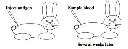 generating polyclonal antibodies