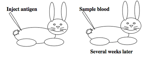 generating polyclonal antibodies