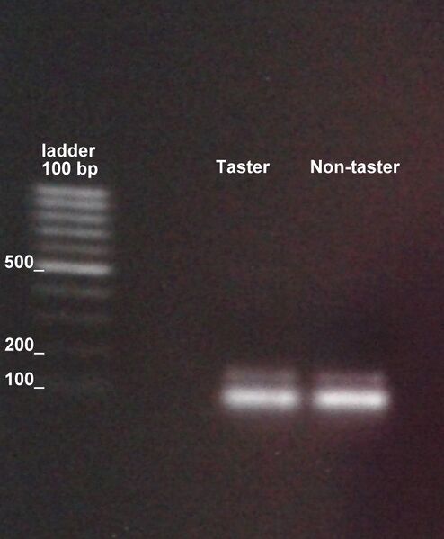 File:MultiplexPCR 26.09.jpg