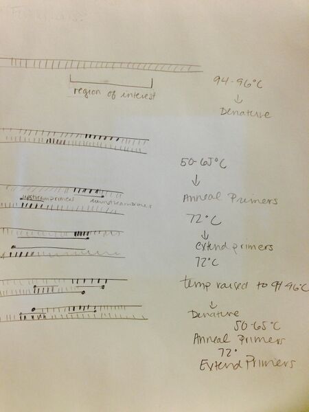 File:PCRDrawing.jpg