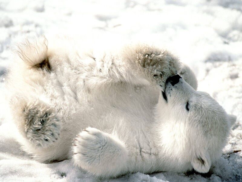 File:Polar bear.jpg