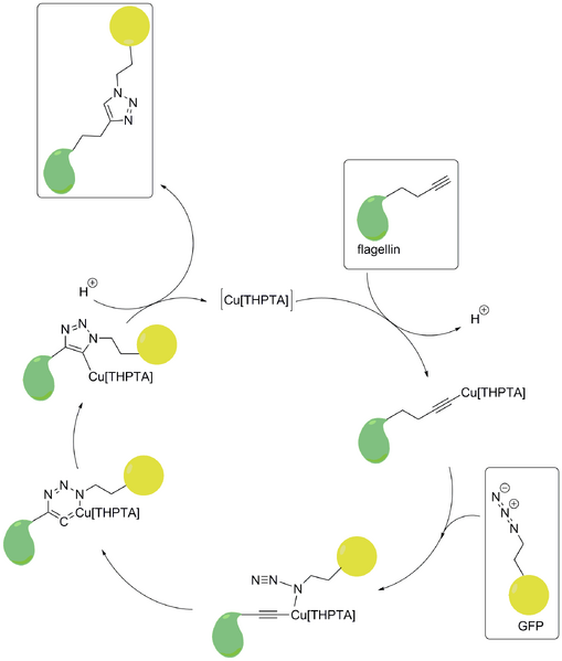 File:Click reaction BIOMOD.png