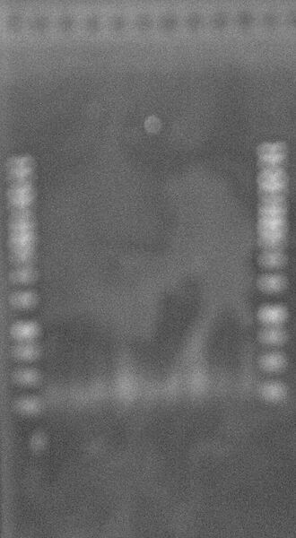 File:ColonyPCR 30Sep2010 2.JPG