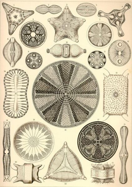 File:H Diatoms.jpg