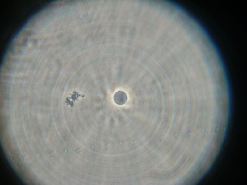 File:IC07 image166.jpg