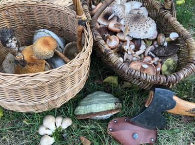 A basket of mushrooms foraged from a German countryside.