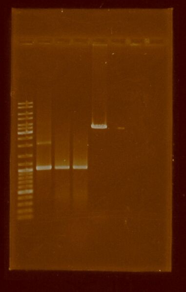 File:PCR.Prom Km.B0015.1Aug2011.JPG