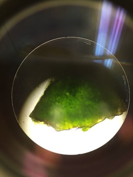 File:Plant Sample 2 Rachel Weger.JPG