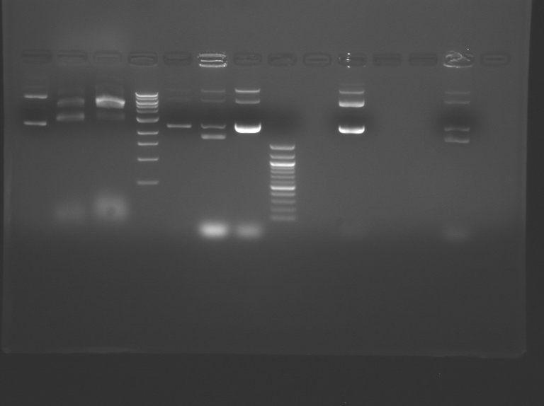 File:S10 M2D5 TR gel-Red.jpg