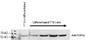 Thumbnail for version as of 02:16, 15 January 2010