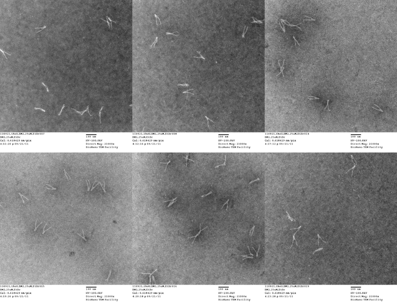 File:20110921 theU BM2 25uM EtBr.png