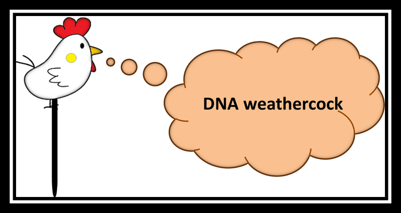 File:DNAweathercock.png