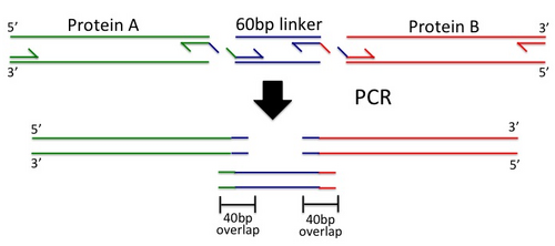 Gibson Assembly step 1