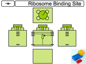 Constitutive Promoter Component