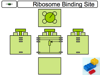 Constitutive Promoter Component